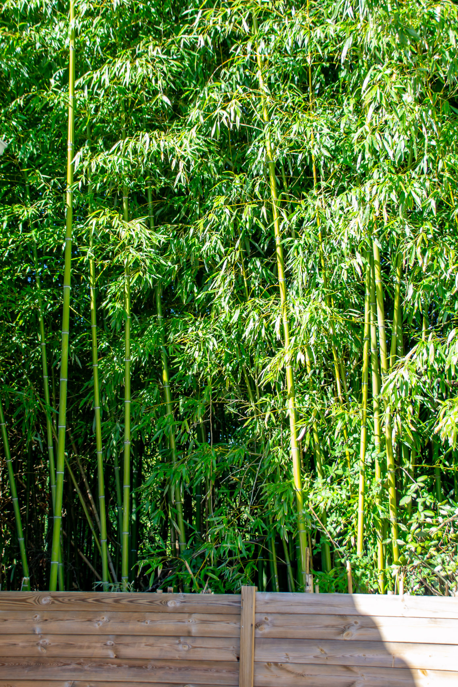 Image_, Maison, Royan, ref :2025--12-18